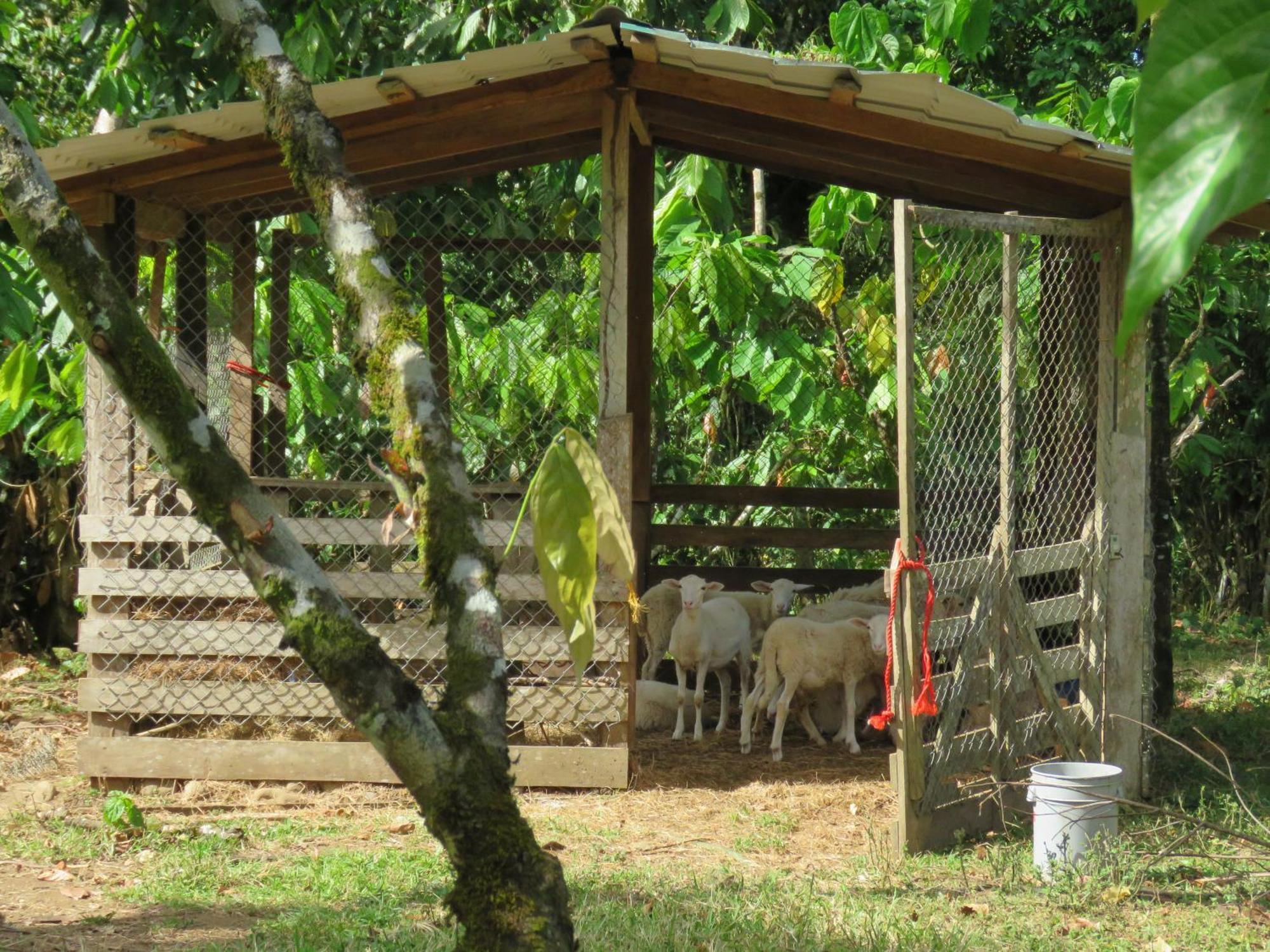Villa Vocaré Agroecoturismo à Upala Extérieur photo